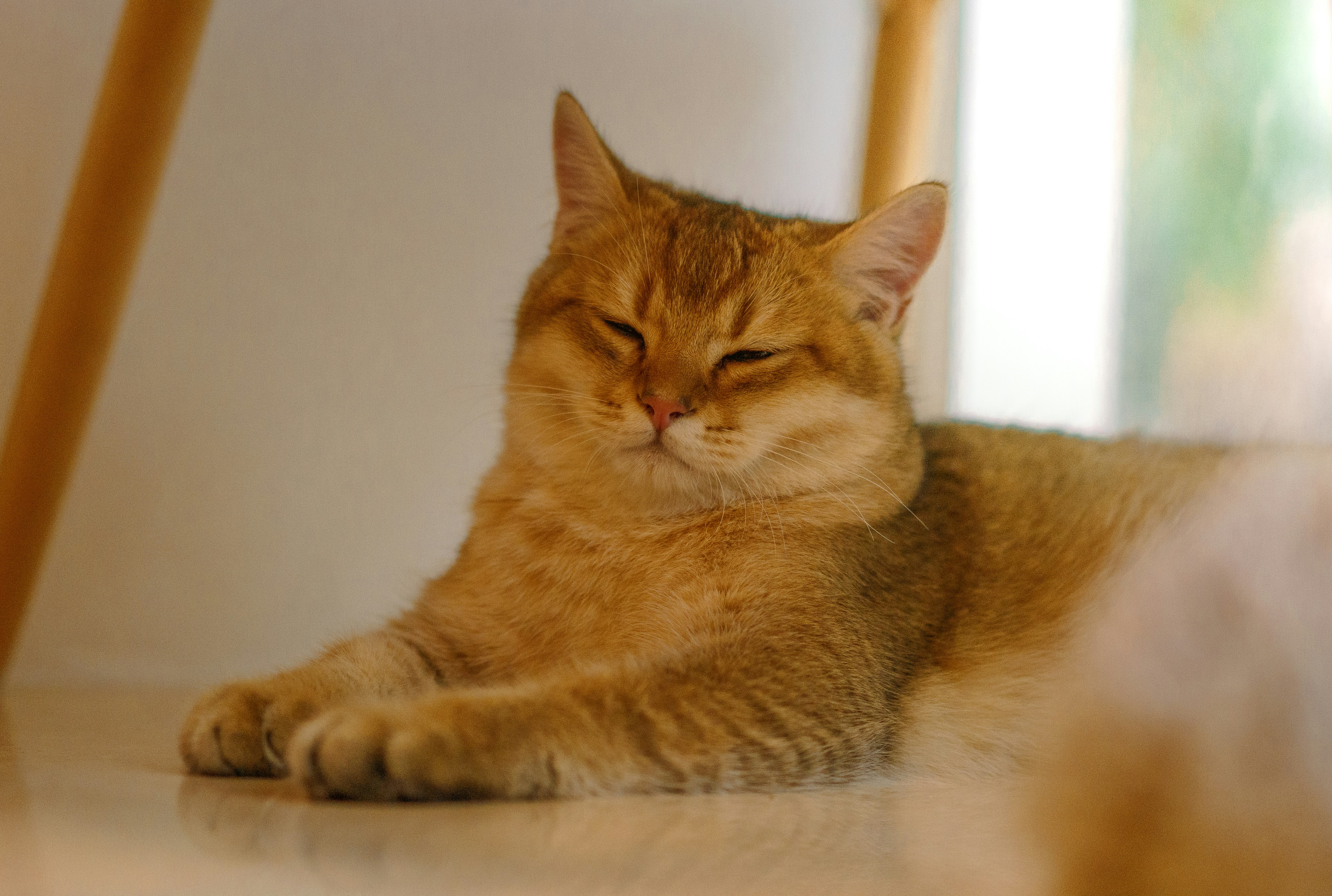 orange tabby cat lying on brown textile